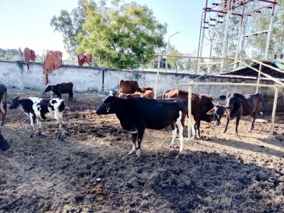 Support us for cow Shelter house Construction